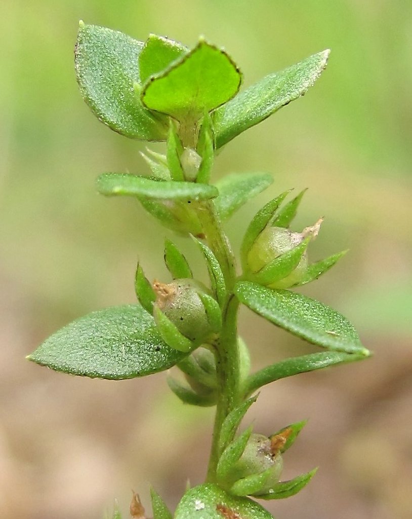 Centunculus minimus